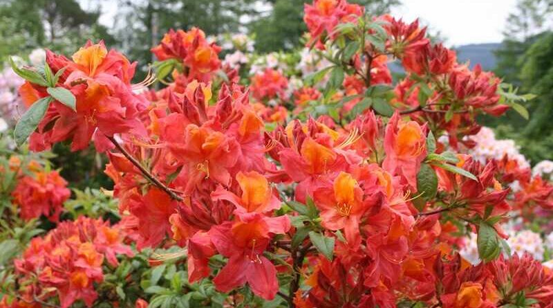 kerti rododendron