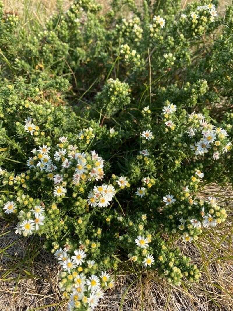 Tűlevelű őszirózsa (Aster ericoides)