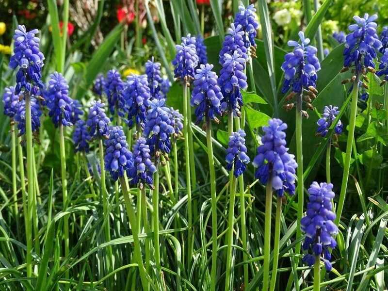 Fürtös gyöngyike (Muscari neglectum)