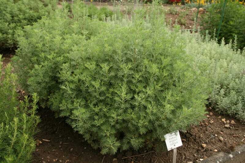 Kóla növény (Artemisia arbotanum)