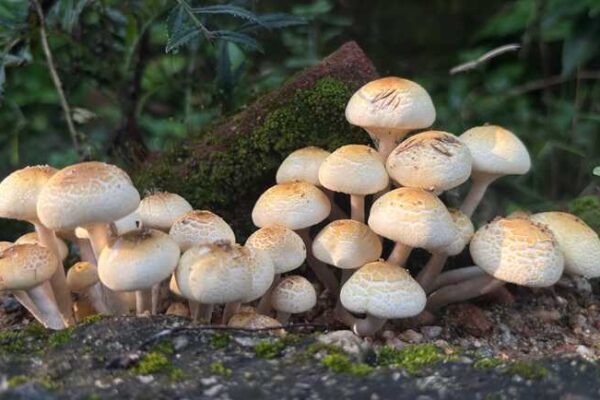 Milyen ehető gombákat érdemes gyűjteni októberben?