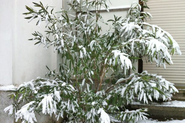 Leander fagytűrése