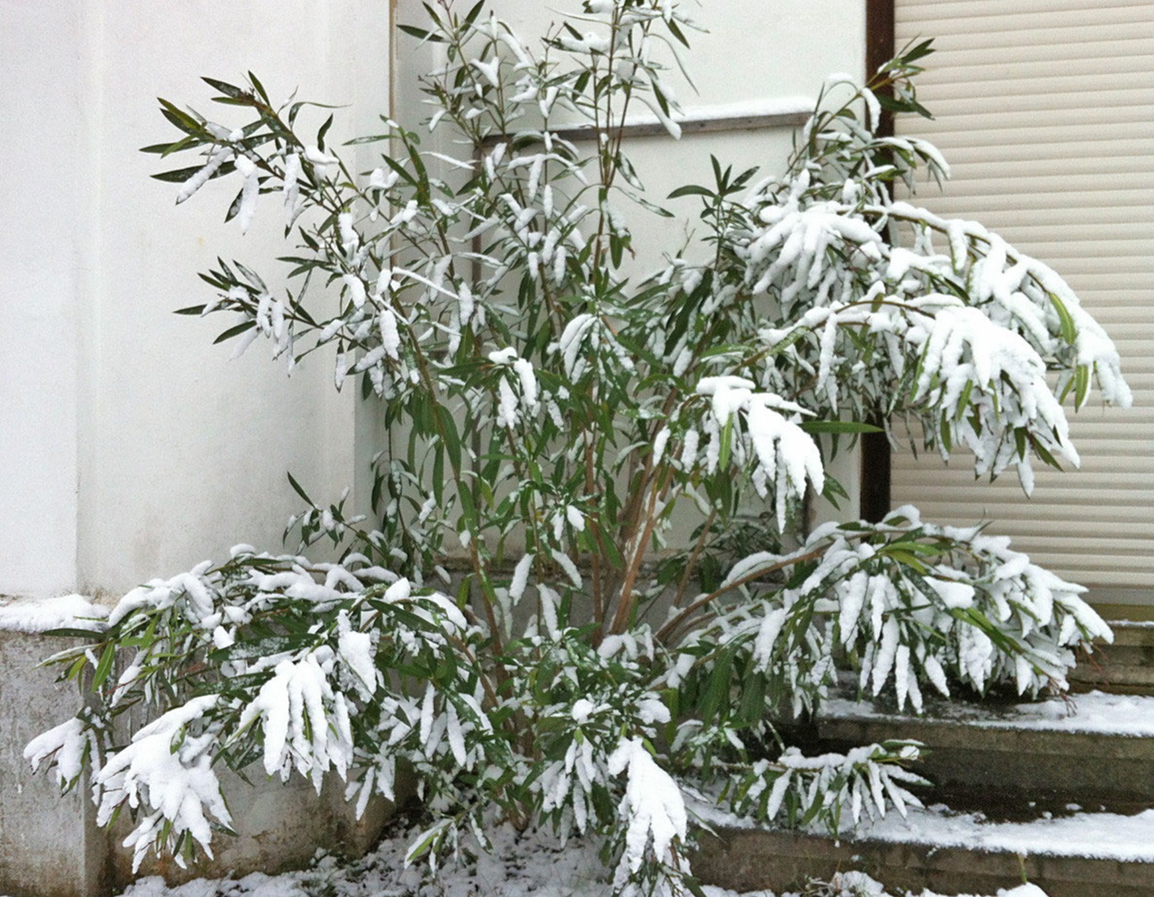 Leander fagytűrése